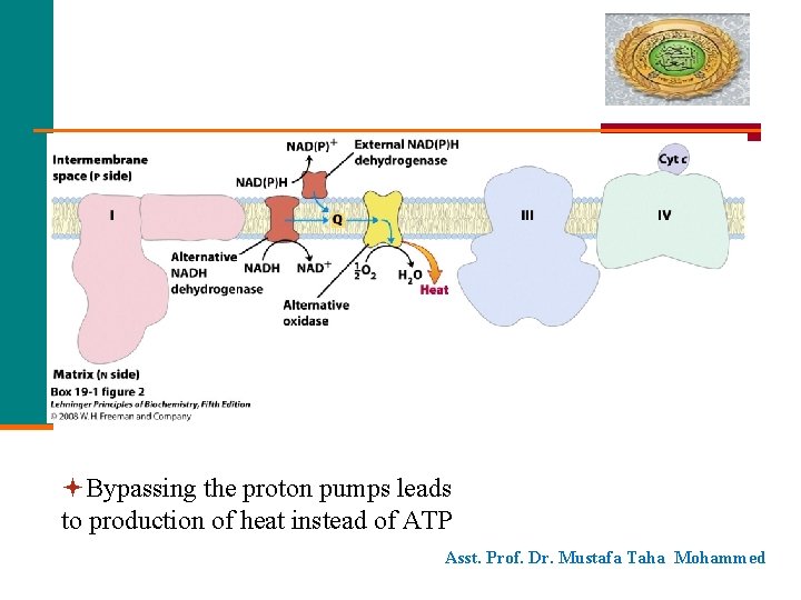  Bypassing the proton pumps leads to production of heat instead of ATP Asst.