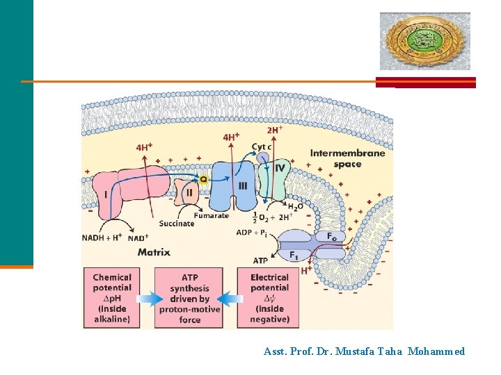 Asst. Prof. Dr. Mustafa Taha Mohammed 