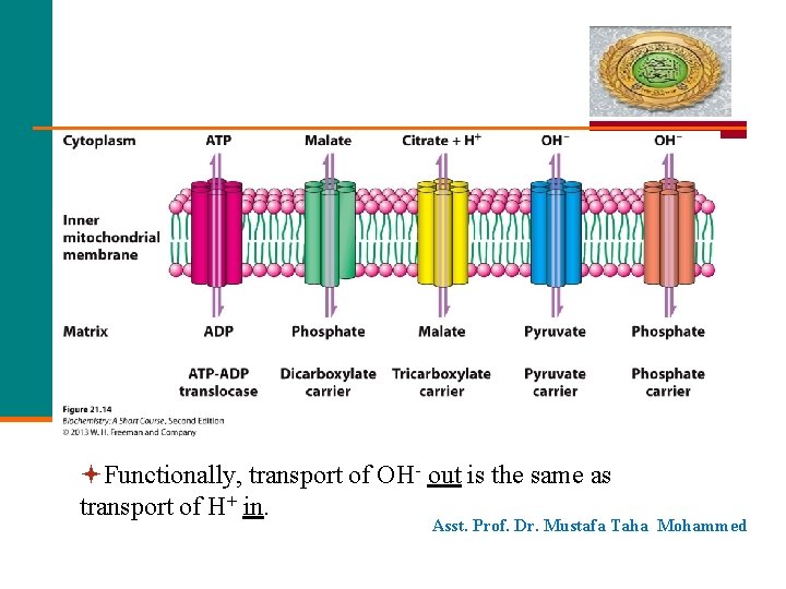  Functionally, transport of OH- out is the same as transport of H+ in.