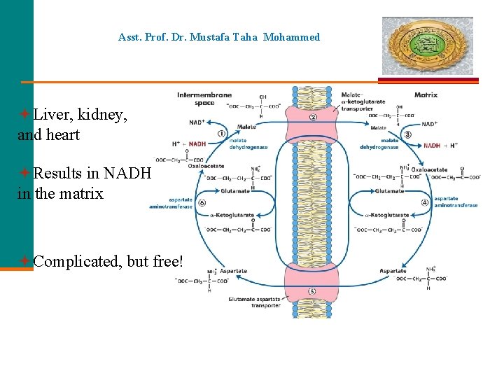 Asst. Prof. Dr. Mustafa Taha Mohammed Liver, kidney, and heart Results in NADH in