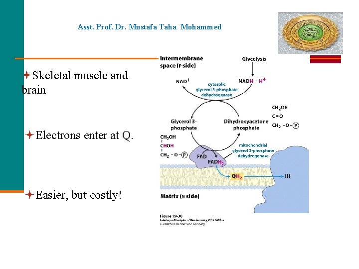 Asst. Prof. Dr. Mustafa Taha Mohammed Skeletal muscle and brain Electrons enter at Q.