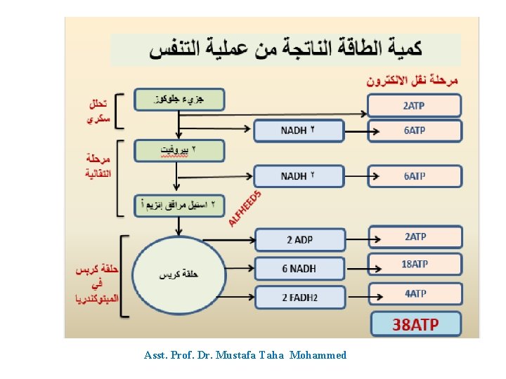 Asst. Prof. Dr. Mustafa Taha Mohammed 