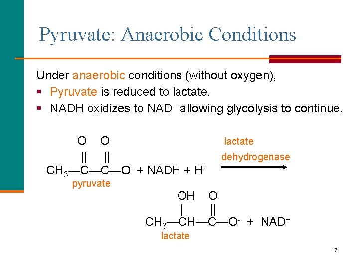 Pyruvate: Anaerobic Conditions Under anaerobic conditions (without oxygen), § Pyruvate is reduced to lactate.