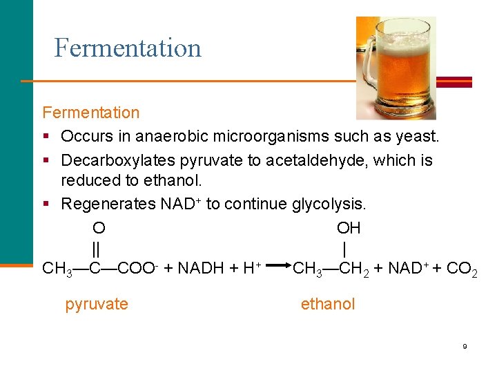 Fermentation § Occurs in anaerobic microorganisms such as yeast. § Decarboxylates pyruvate to acetaldehyde,