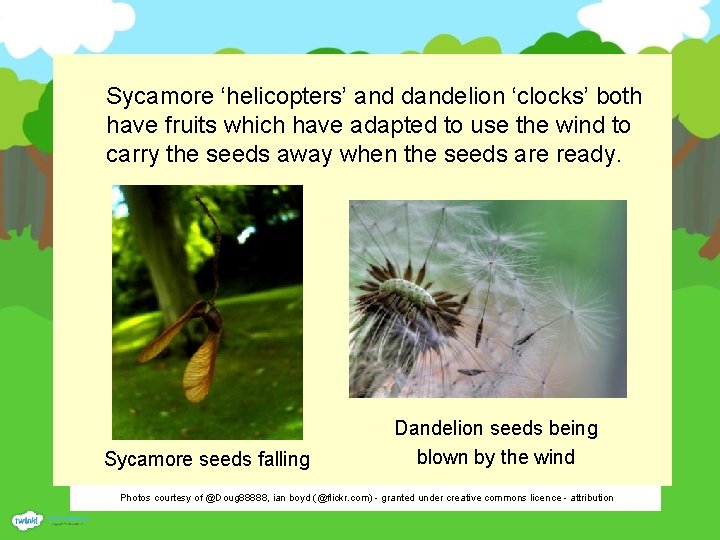 Sycamore ‘helicopters’ and dandelion ‘clocks’ both have fruits which have adapted to use the