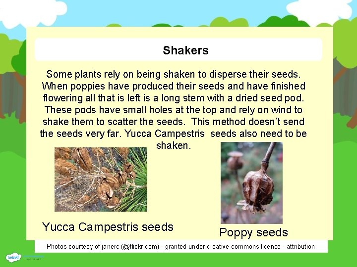 Shakers Some plants rely on being shaken to disperse their seeds. When poppies have