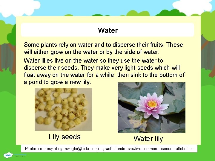 Water Some plants rely on water and to disperse their fruits. These will either