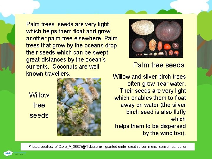 Palm trees seeds are very light which helps them float and grow another palm
