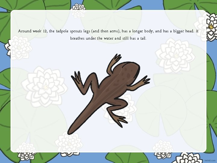Around week 12, the tadpole sprouts legs (and then arms), has a longer body,