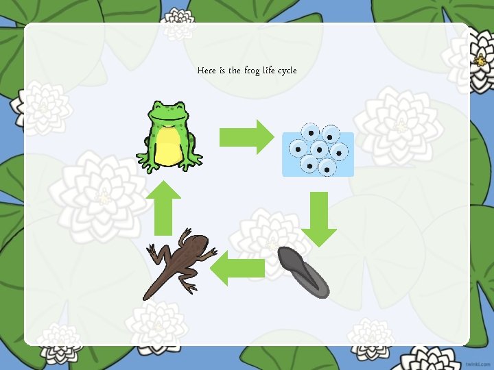 Here is the frog life cycle 