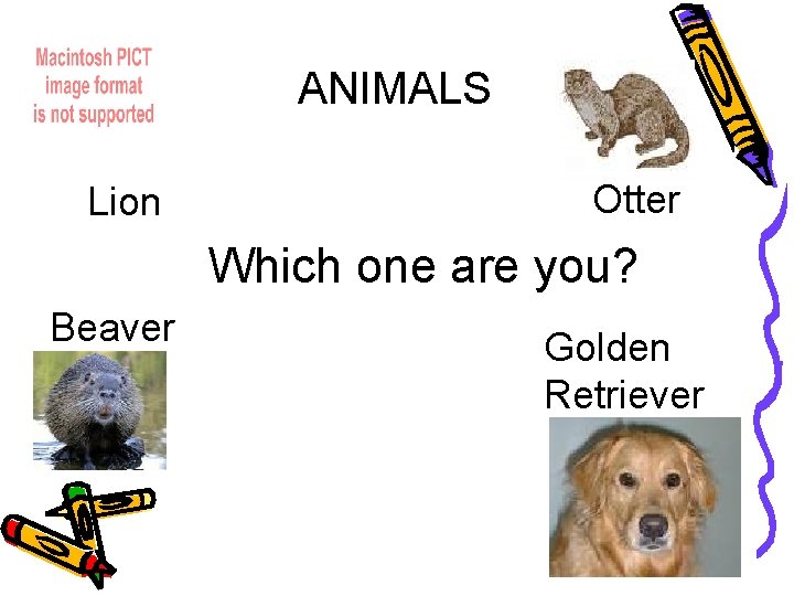 ANIMALS Lion Otter Which one are you? Beaver Golden Retriever 