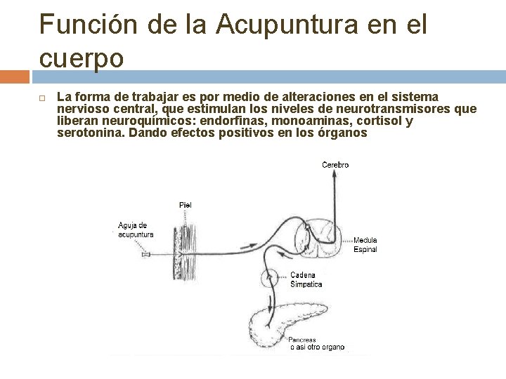 Función de la Acupuntura en el cuerpo La forma de trabajar es por medio