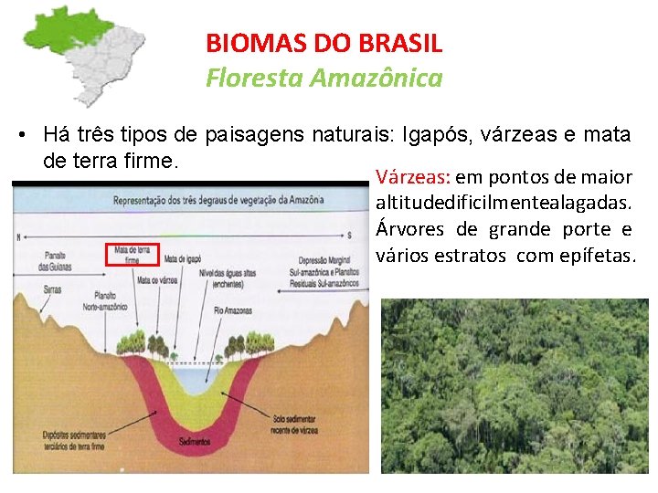BIOMAS DO BRASIL Floresta Amazônica • Há três tipos de paisagens naturais: Igapós, várzeas