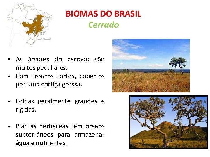 BIOMAS DO BRASIL Cerrado • As árvores do cerrado são muitos peculiares: - Com