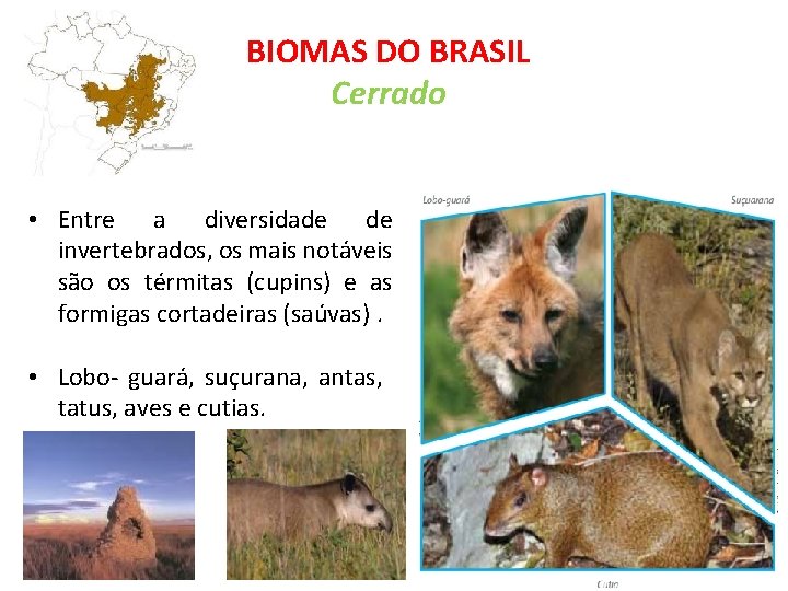 BIOMAS DO BRASIL Cerrado • Entre a diversidade de invertebrados, os mais notáveis são