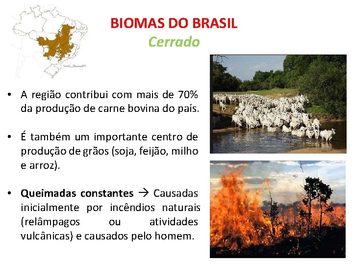 BIOMAS DO BRASIL Cerrado • A região contribui com mais de 70% da produção