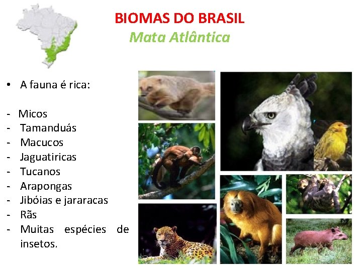 BIOMAS DO BRASIL Mata Atlântica • A fauna é rica: - Micos Tamanduás Macucos