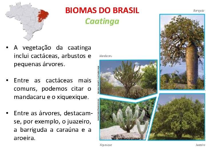 BIOMAS DO BRASIL Caatinga • A vegetação da caatinga inclui cactáceas, arbustos e pequenas