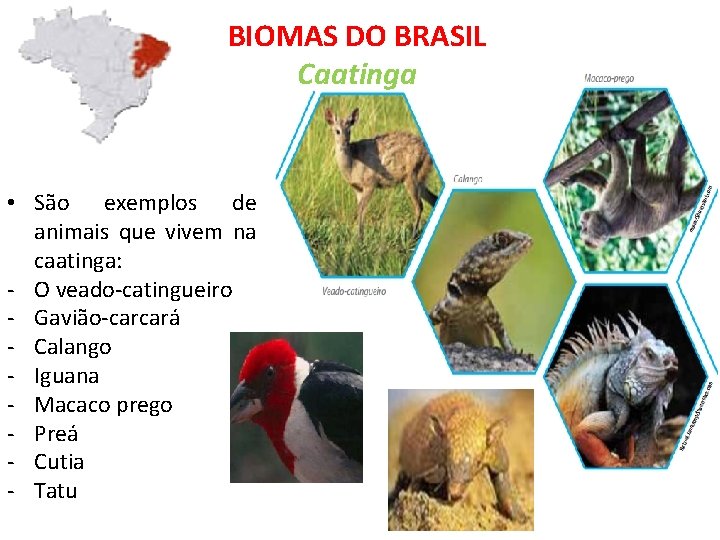 BIOMAS DO BRASIL Caatinga • São exemplos de animais que vivem na caatinga: -