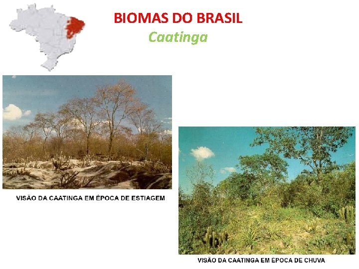 BIOMAS DO BRASIL Caatinga 