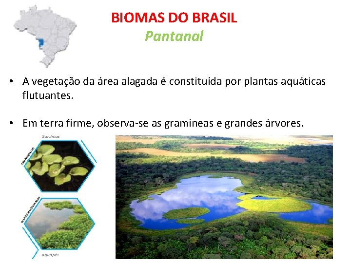 BIOMAS DO BRASIL Pantanal • A vegetação da área alagada é constituída por plantas