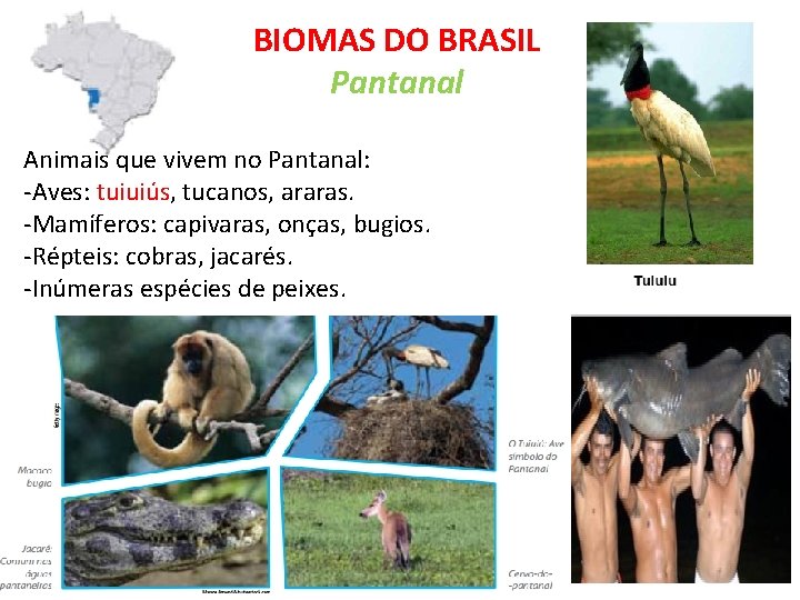BIOMAS DO BRASIL Pantanal Animais que vivem no Pantanal: -Aves: tuiuiús, tucanos, araras. -Mamíferos: