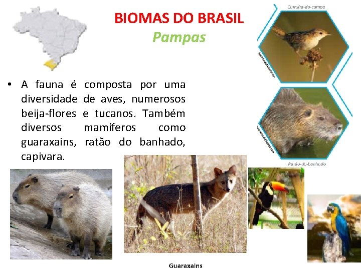 BIOMAS DO BRASIL Pampas • A fauna é diversidade beija-flores diversos guaraxains, capivara. composta