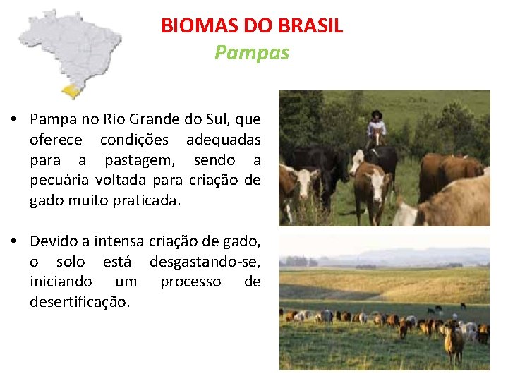 BIOMAS DO BRASIL Pampas • Pampa no Rio Grande do Sul, que oferece condições
