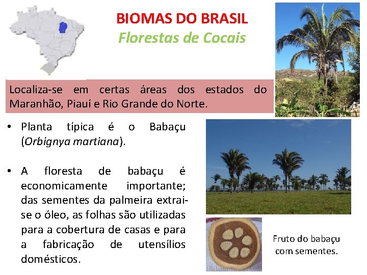 BIOMAS DO BRASIL Florestas de Cocais Localiza-se em certas áreas dos estados do Maranhão,