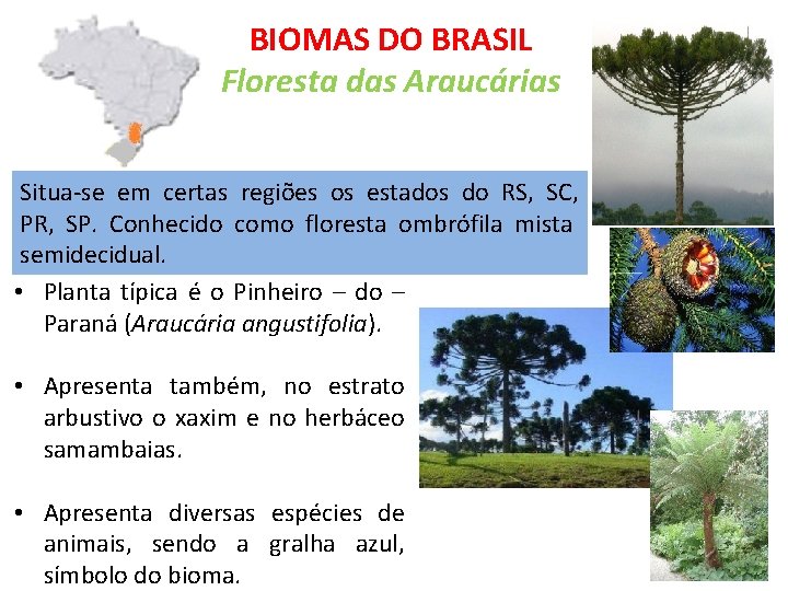 BIOMAS DO BRASIL Floresta das Araucárias Situa-se em certas regiões os estados do RS,