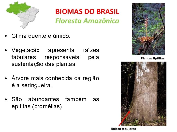 BIOMAS DO BRASIL Floresta Amazônica • Clima quente e úmido. • Vegetação apresenta raízes