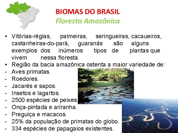 BIOMAS DO BRASIL Floresta Amazônica • Vitórias-régias, palmeiras, seringueiras, cacaueiros, castanheiras-do-pará, guaranás são alguns