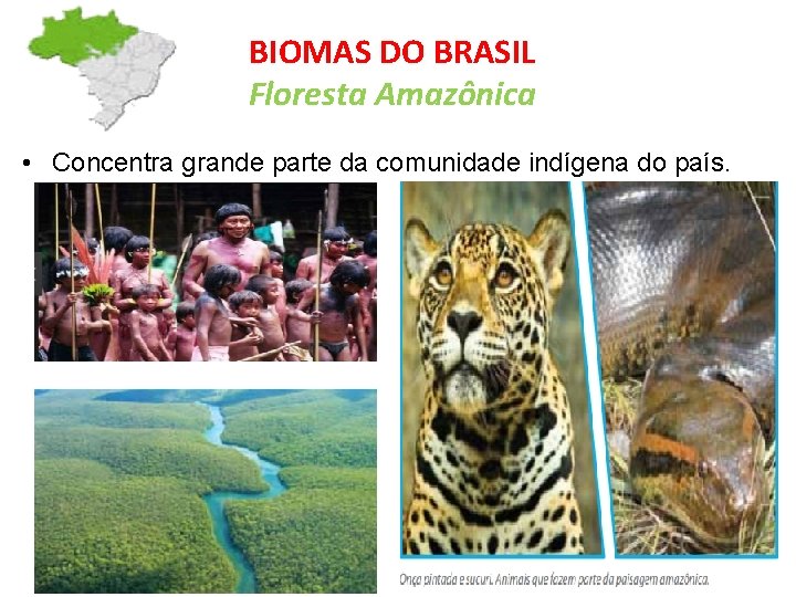 BIOMAS DO BRASIL Floresta Amazônica • Concentra grande parte da comunidade indígena do país.