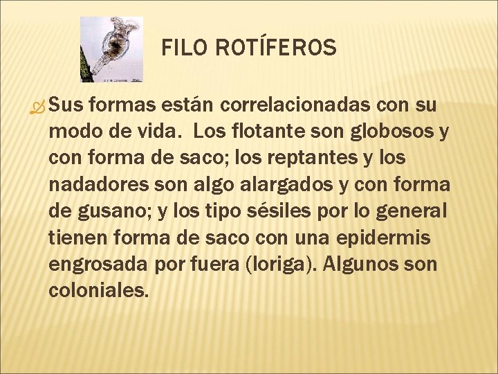FILO ROTÍFEROS Sus formas están correlacionadas con su modo de vida. Los flotante son