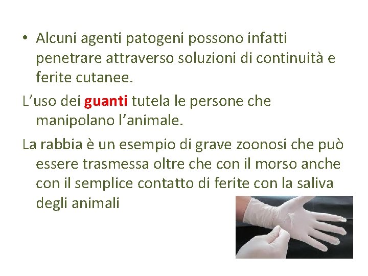  • Alcuni agenti patogeni possono infatti penetrare attraverso soluzioni di continuità e ferite