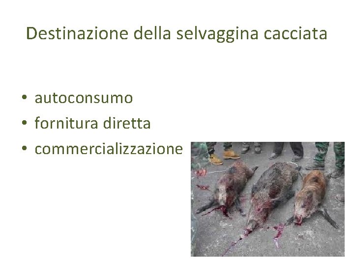 Destinazione della selvaggina cacciata • autoconsumo • fornitura diretta • commercializzazione 