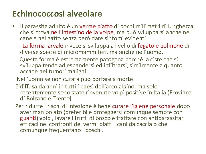 Echinococcosi alveolare • Il parassita adulto è un verme piatto di pochi millimetri di