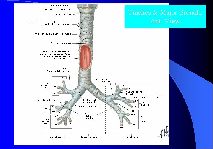 Trachea & Major Bronchi Ant. View 