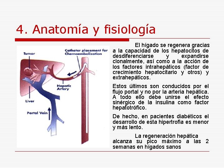 4. Anatomía y fisiología El hígado se regenera gracias a la capacidad de los