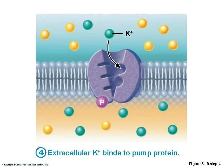 K+ P 4 Extracellular K+ binds to pump protein. Copyright © 2010 Pearson Education,