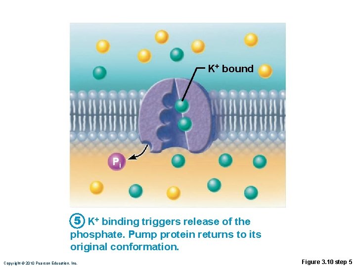 K+ bound Pi 5 K+ binding triggers release of the phosphate. Pump protein returns
