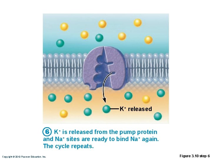K+ released 6 K+ is released from the pump protein and Na+ sites are