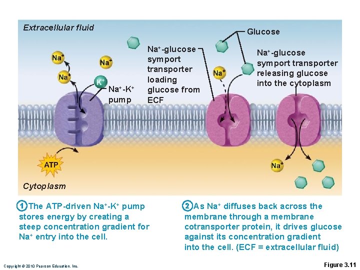 Extracellular fluid Glucose Na+-K+ pump Na+-glucose symport transporter loading glucose from ECF Na+-glucose symport