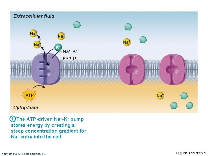 Extracellular fluid Na+-K+ pump Cytoplasm 1 The ATP-driven Na+-K+ pump stores energy by creating