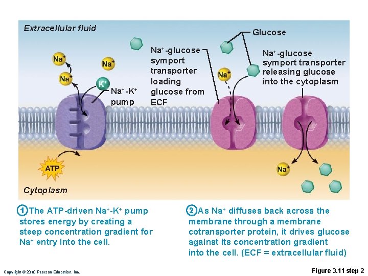 Extracellular fluid Glucose Na+-K+ pump Na+-glucose symport transporter loading glucose from ECF Na+-glucose symport