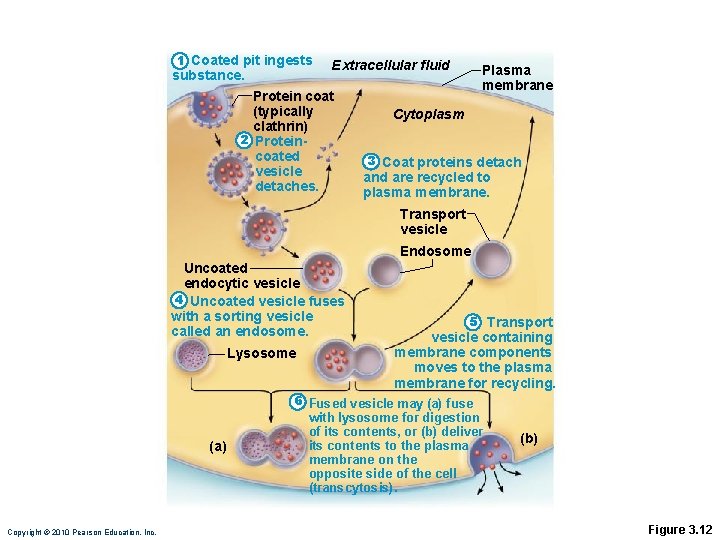1 Coated pit ingests substance. Extracellular fluid Protein coat (typically clathrin) 2 Proteincoated vesicle