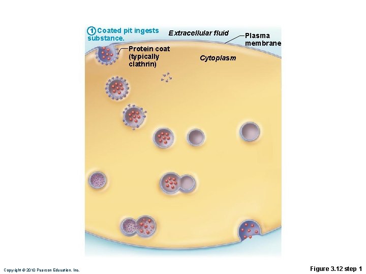 1 Coated pit ingests substance. Extracellular fluid Protein coat (typically clathrin) Copyright © 2010