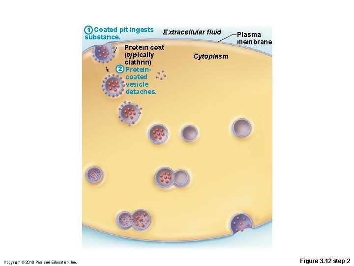 1 Coated pit ingests substance. Extracellular fluid Protein coat (typically clathrin) 2 Proteincoated vesicle