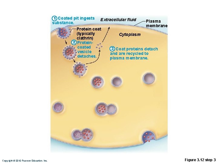 1 Coated pit ingests substance. Extracellular fluid Protein coat (typically clathrin) 2 Proteincoated vesicle