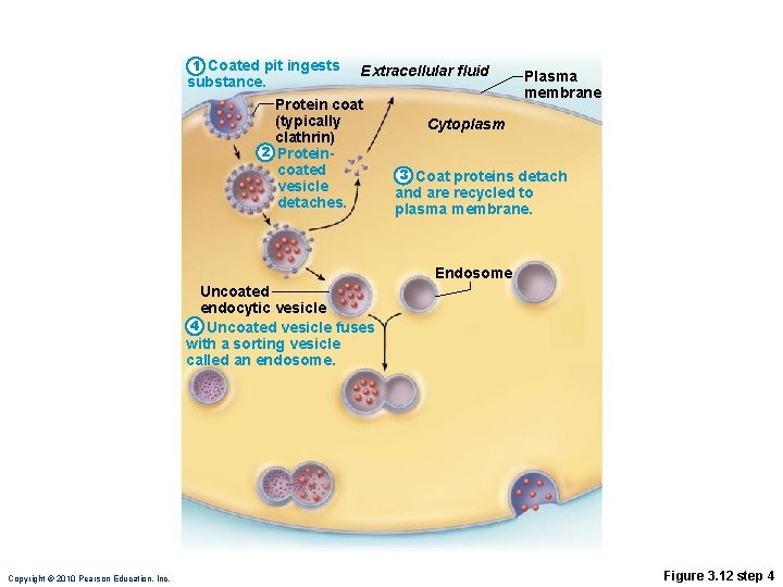1 Coated pit ingests substance. Extracellular fluid Protein coat (typically clathrin) 2 Proteincoated vesicle